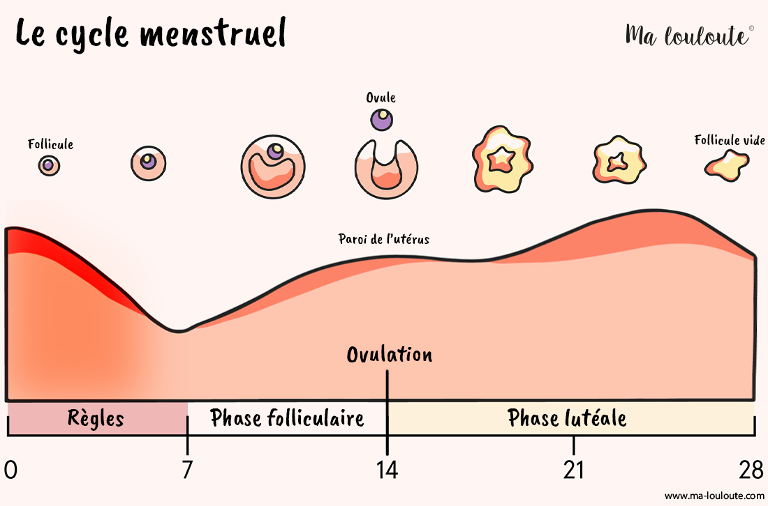 schéma du cycle menstruel et des différentes phases